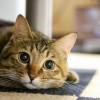 経営者に猫好きが多い理由（猫の日に因んで）。